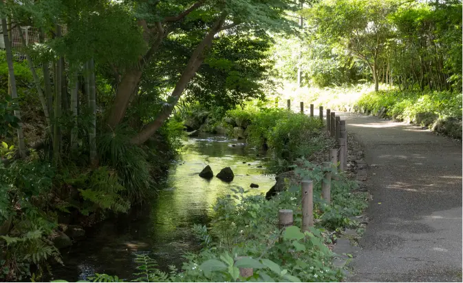 帷子川親水緑道